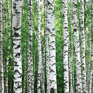 Trunks of birch trees in summer