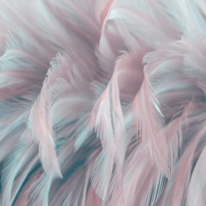 Image,Nature,Art,Of,Wings,Bird,soft,Pastel,Detail,Of,Design,chicken