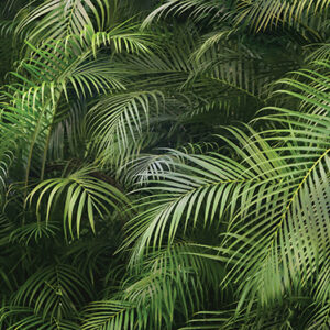 Closeup,Of,Beautiful,Palm,Leaves,In,A,Wild,Tropical,Palm