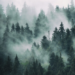 Misty,Landscape,With,Fir,Forest,In,Hipster,Vintage,Retro,Style