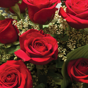 Close up of red rose bouquet with roses